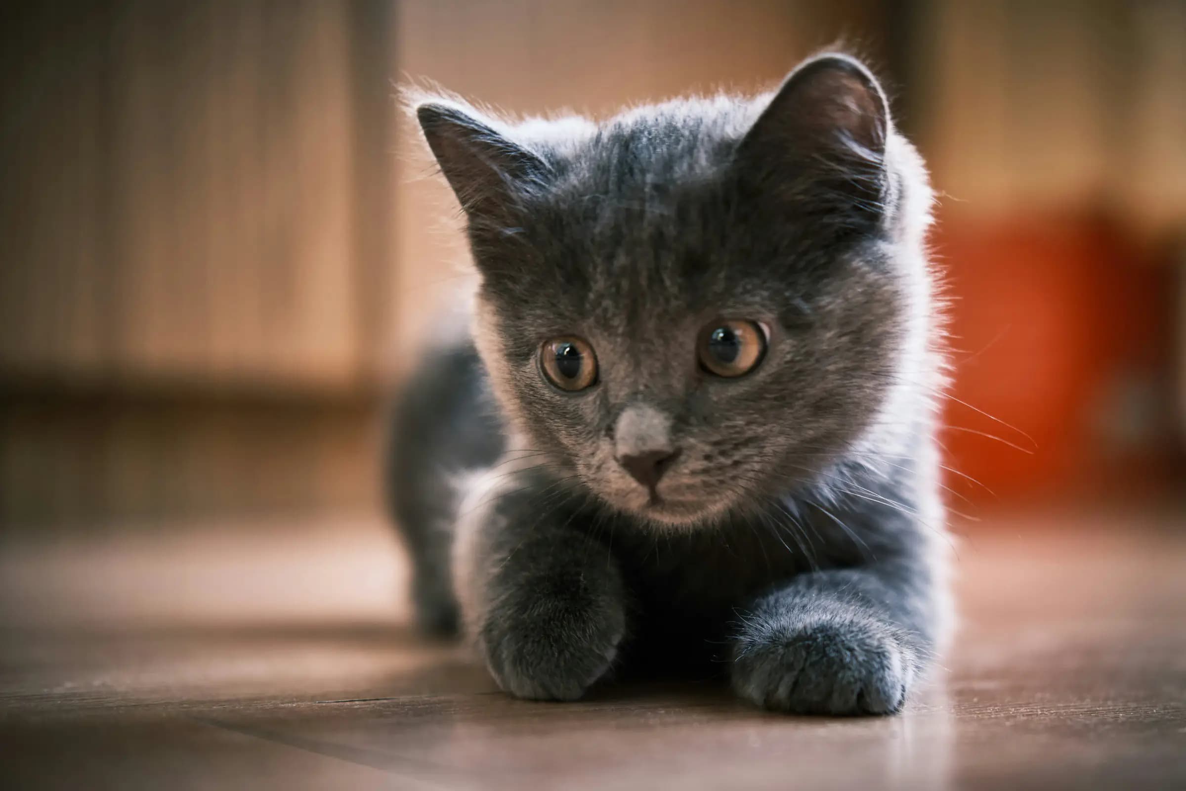 Een veilige leefomgeving voor je kitten
