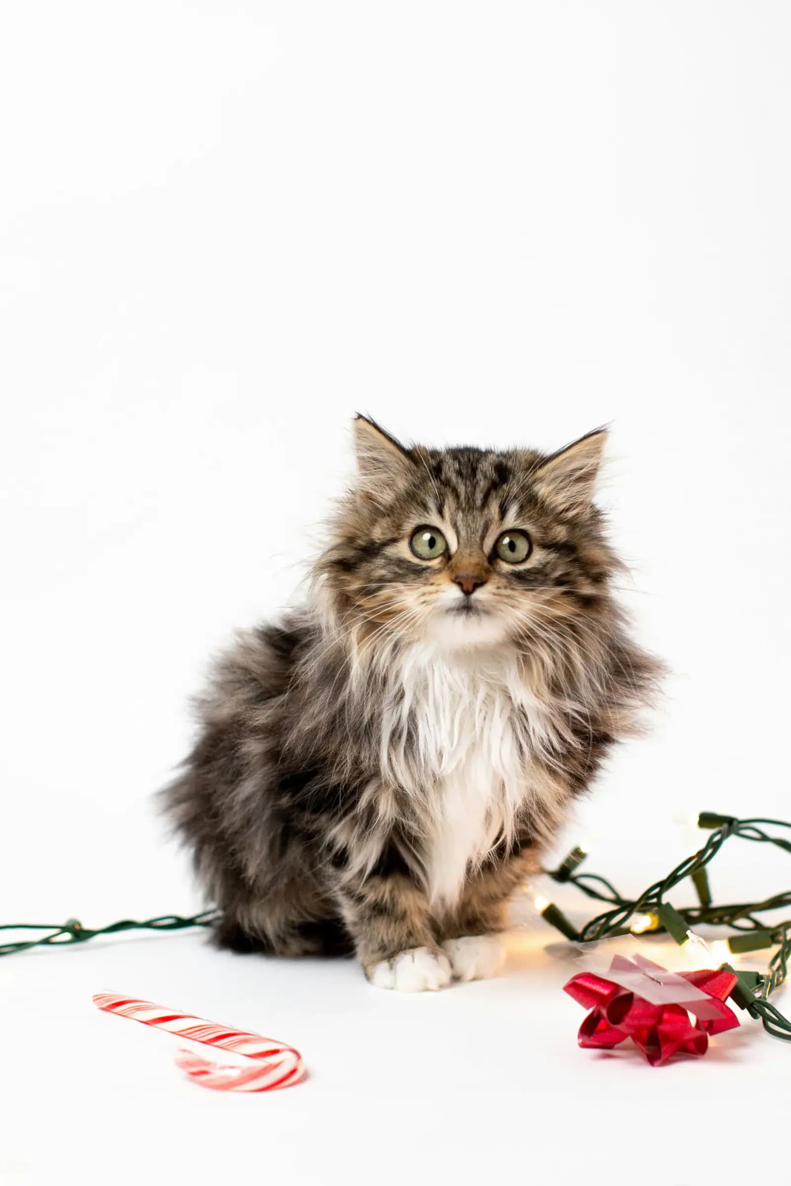Maine Coon: karakter, verzorging en aandachtspunten