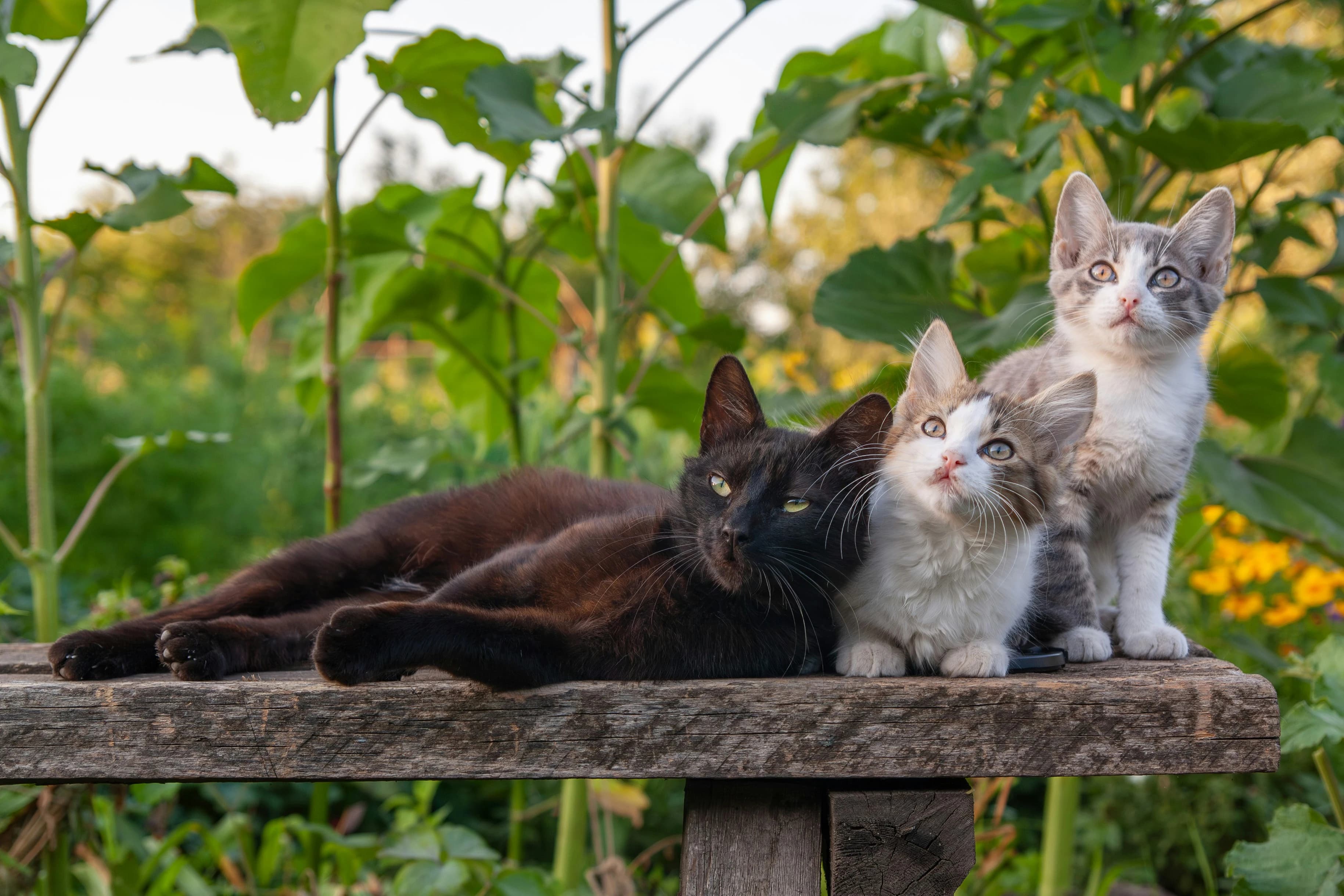 Kitten kopen: de complete checklist