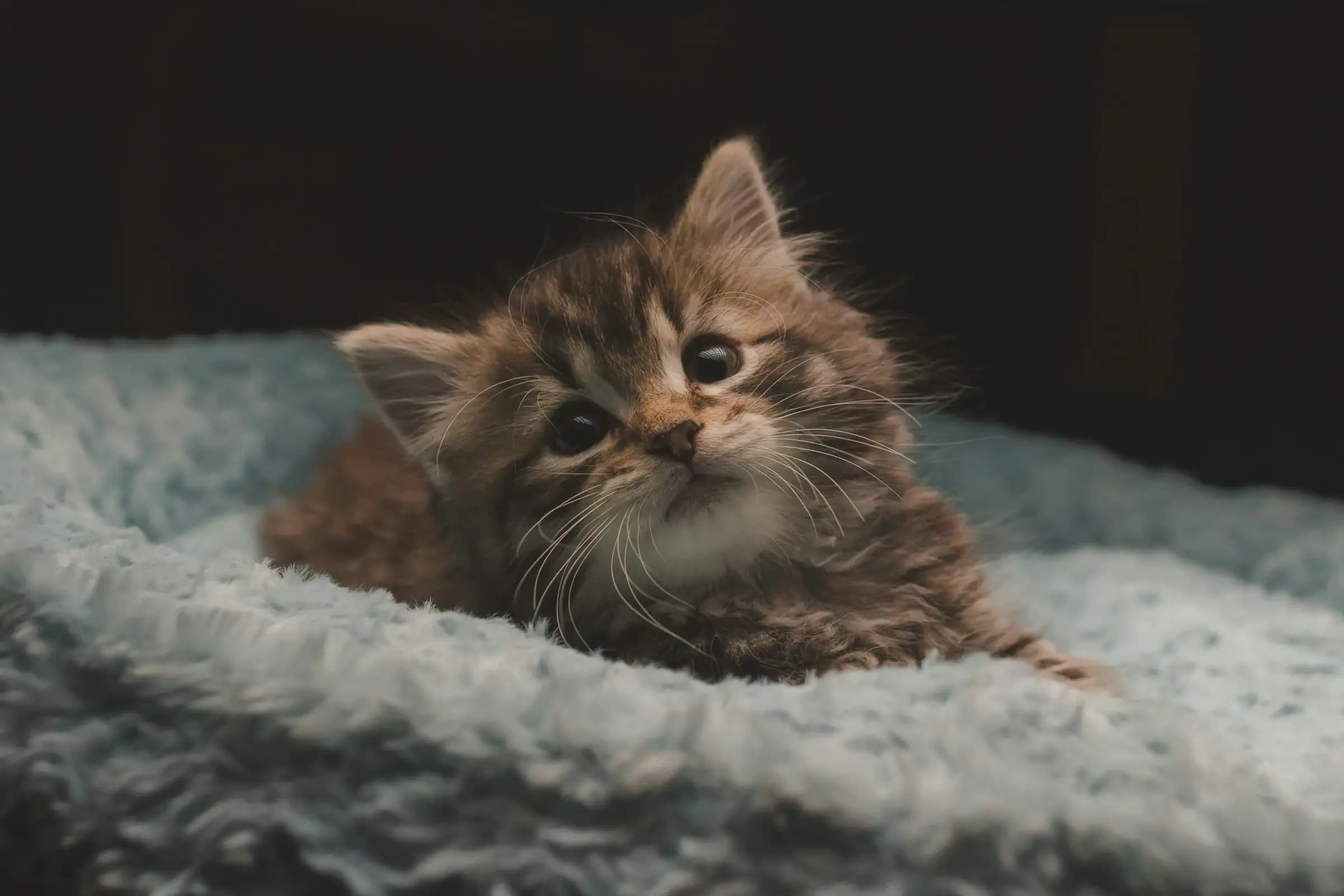 Wat kost een kitten per maand en in het eerste jaar?
