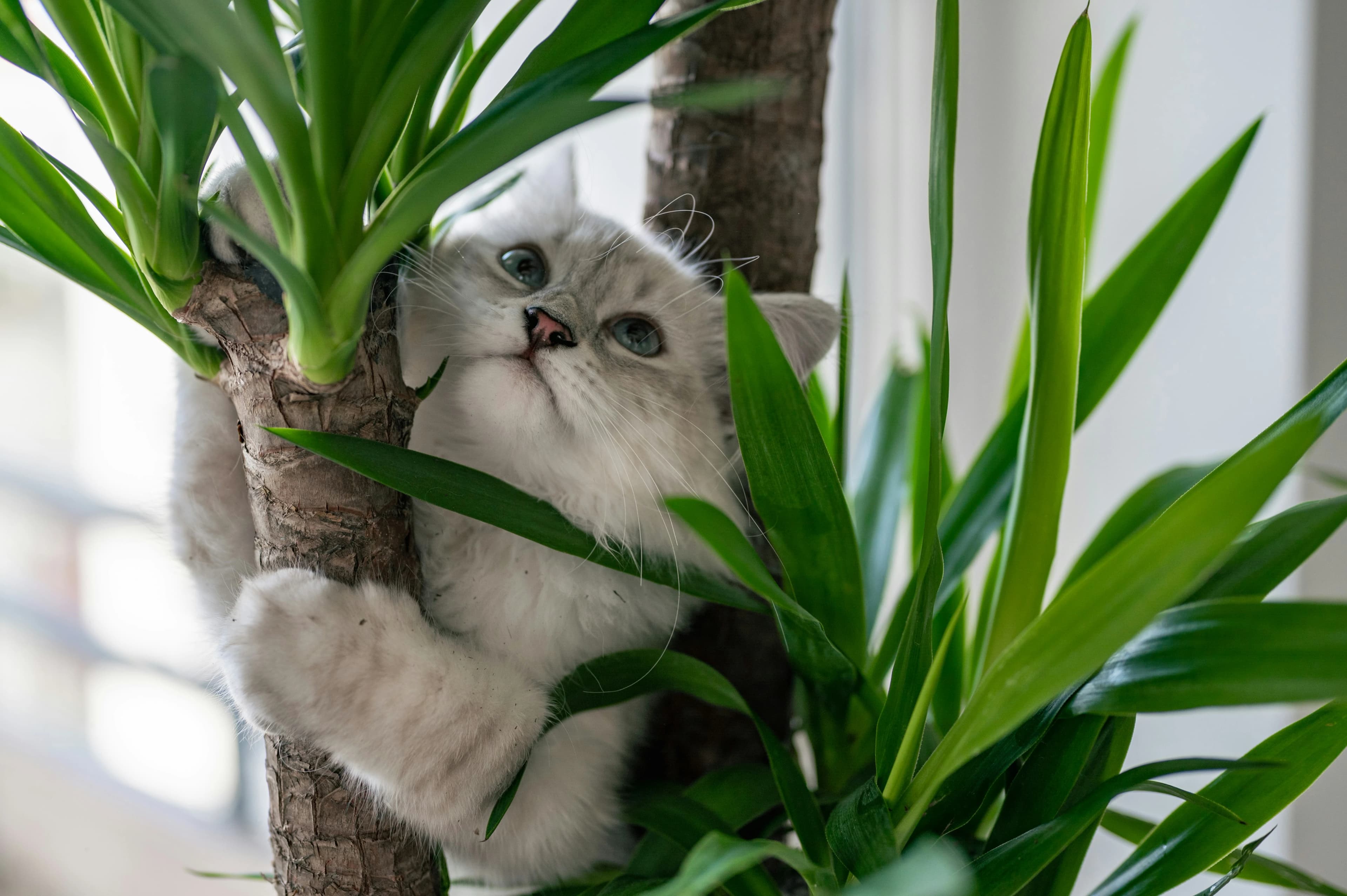Hoe een Kitten Op Te Voeden tot een Gelukkige Kat