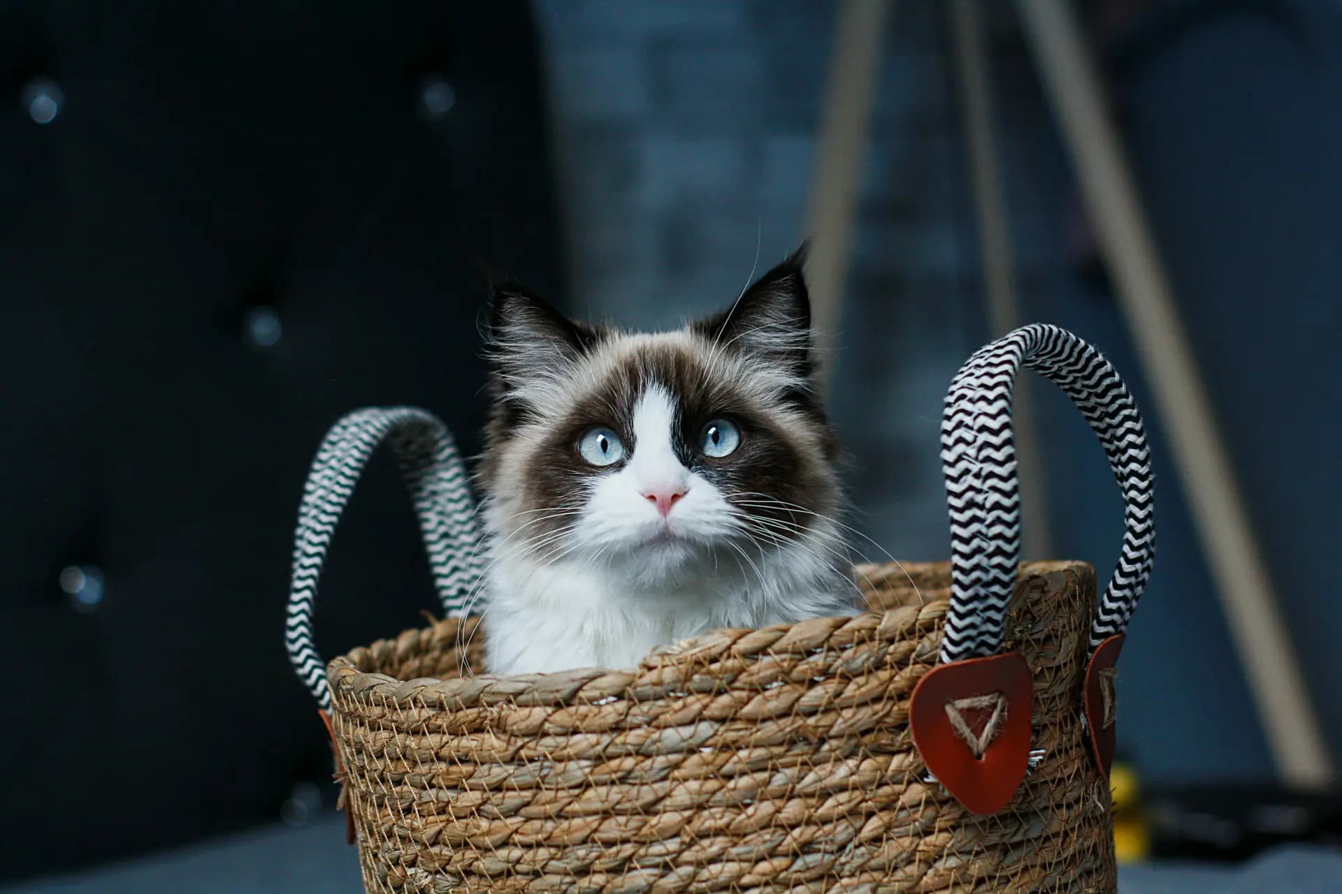 Ragdoll kitten kopen? Lees dit vóór je valt voor die blauwe ogen