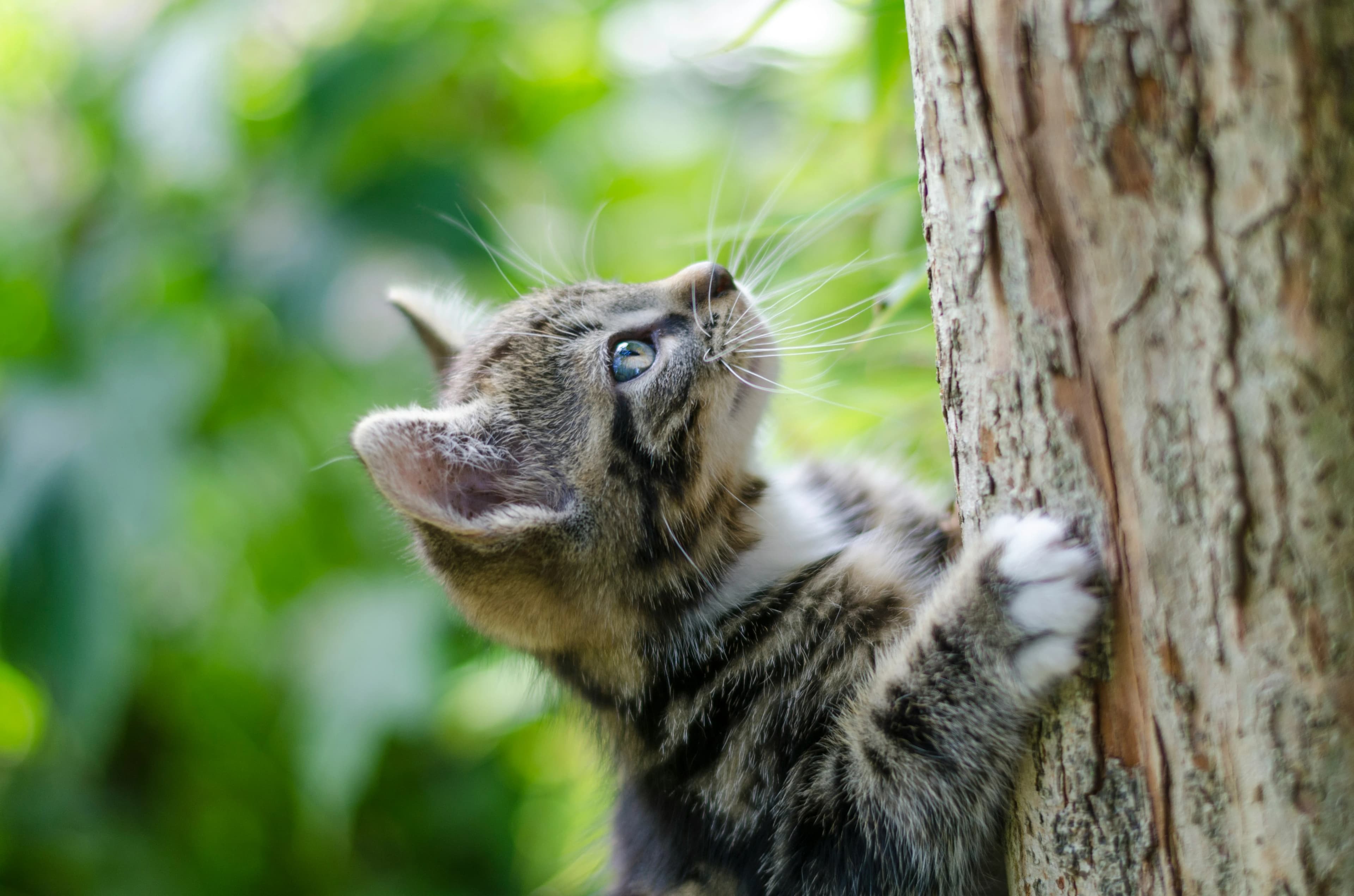 De Perfecte Kitten Voorbereiding