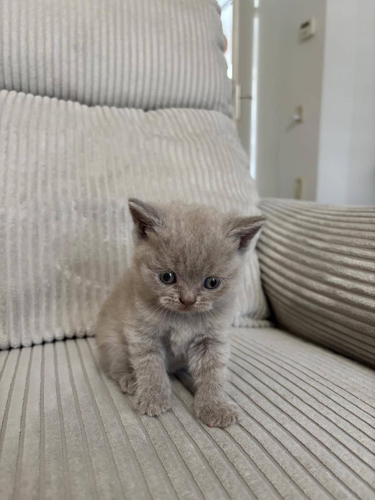 Brits Korthaar kitten te koop in Heerlen: Kittens (Heerlen)
