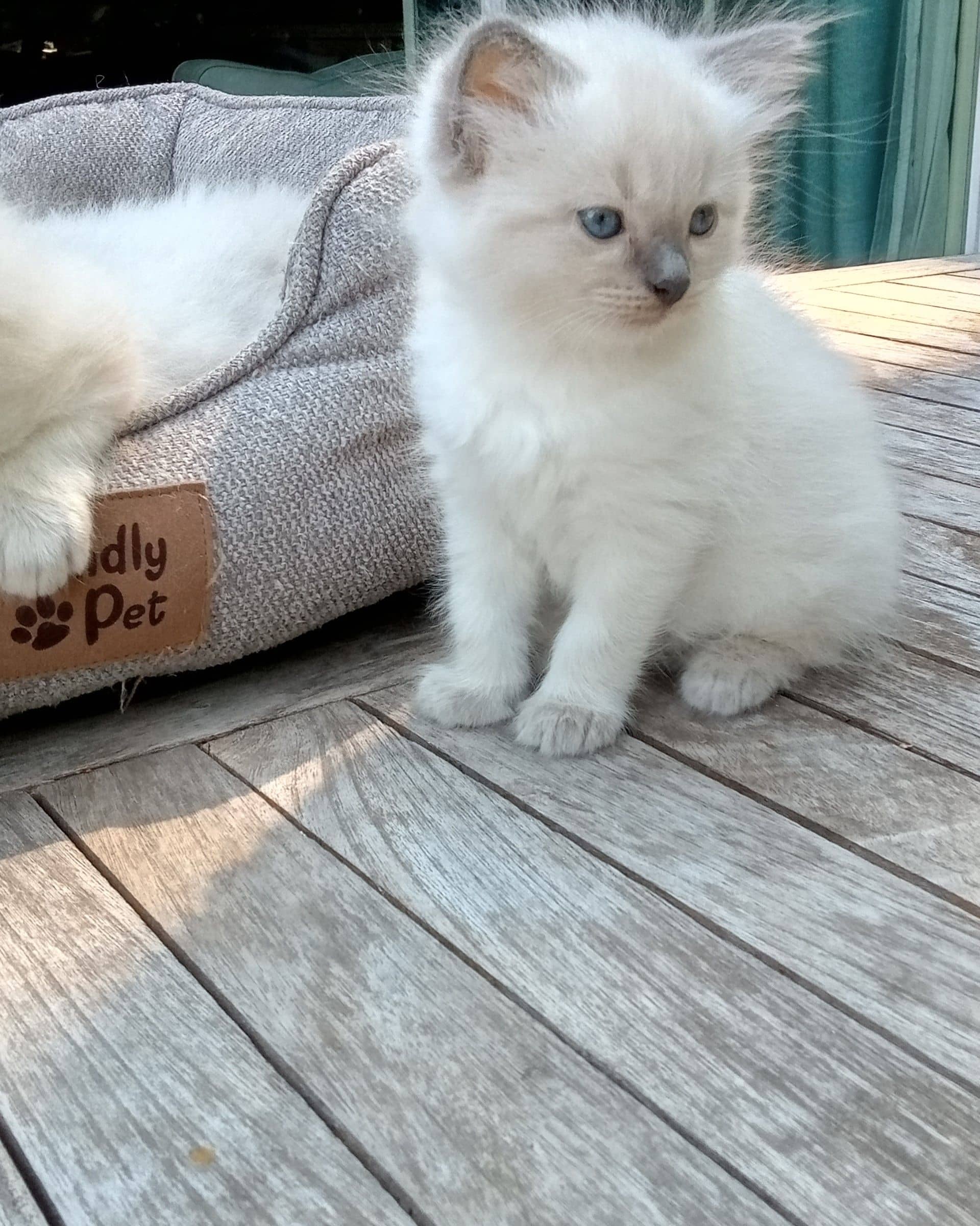 Ragdoll kitten te koop in KNEGSEL: 100% Ragdoll kittens te koop