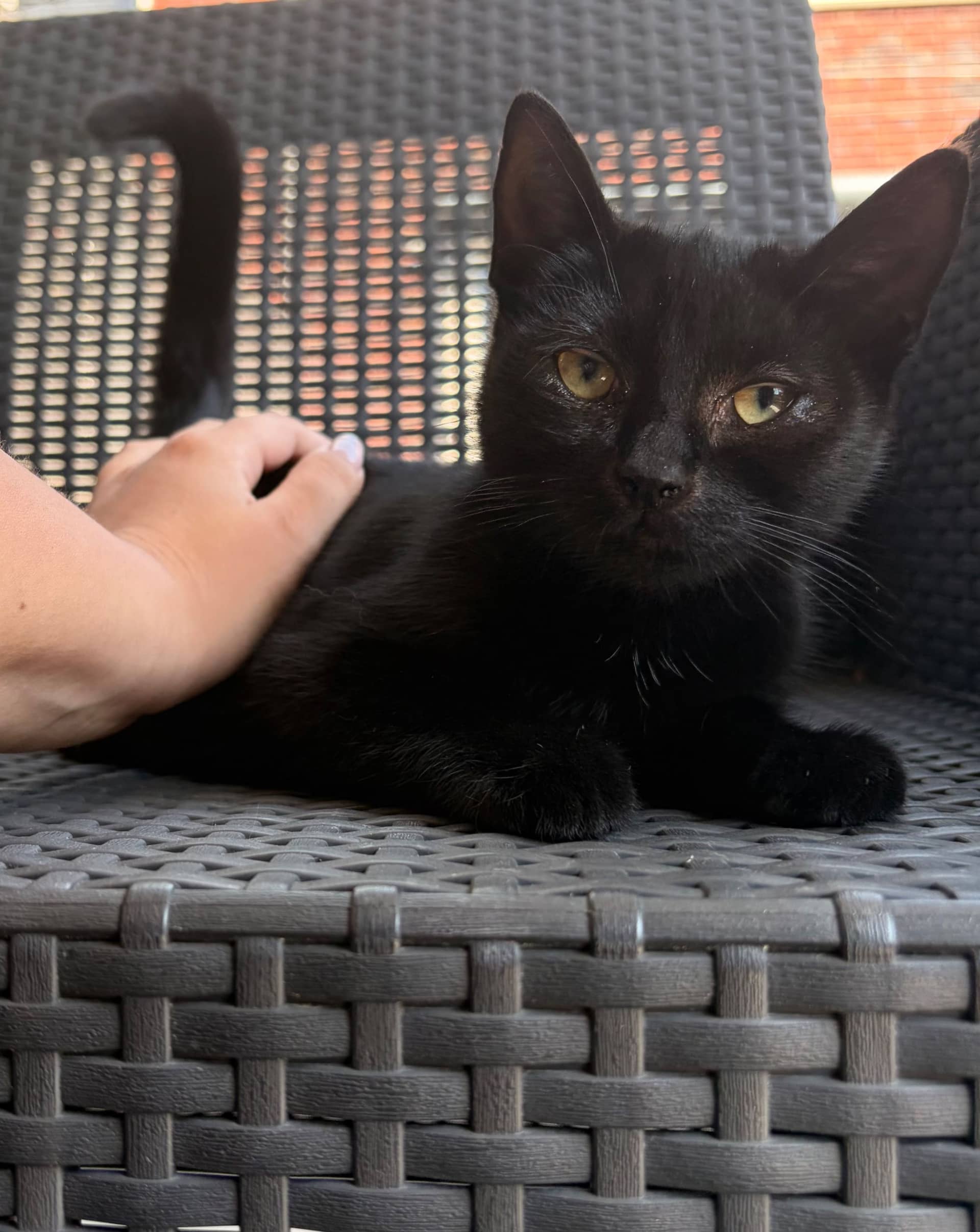 Huiskat kitten te koop in Venlo: Nestje van 5 kittens.