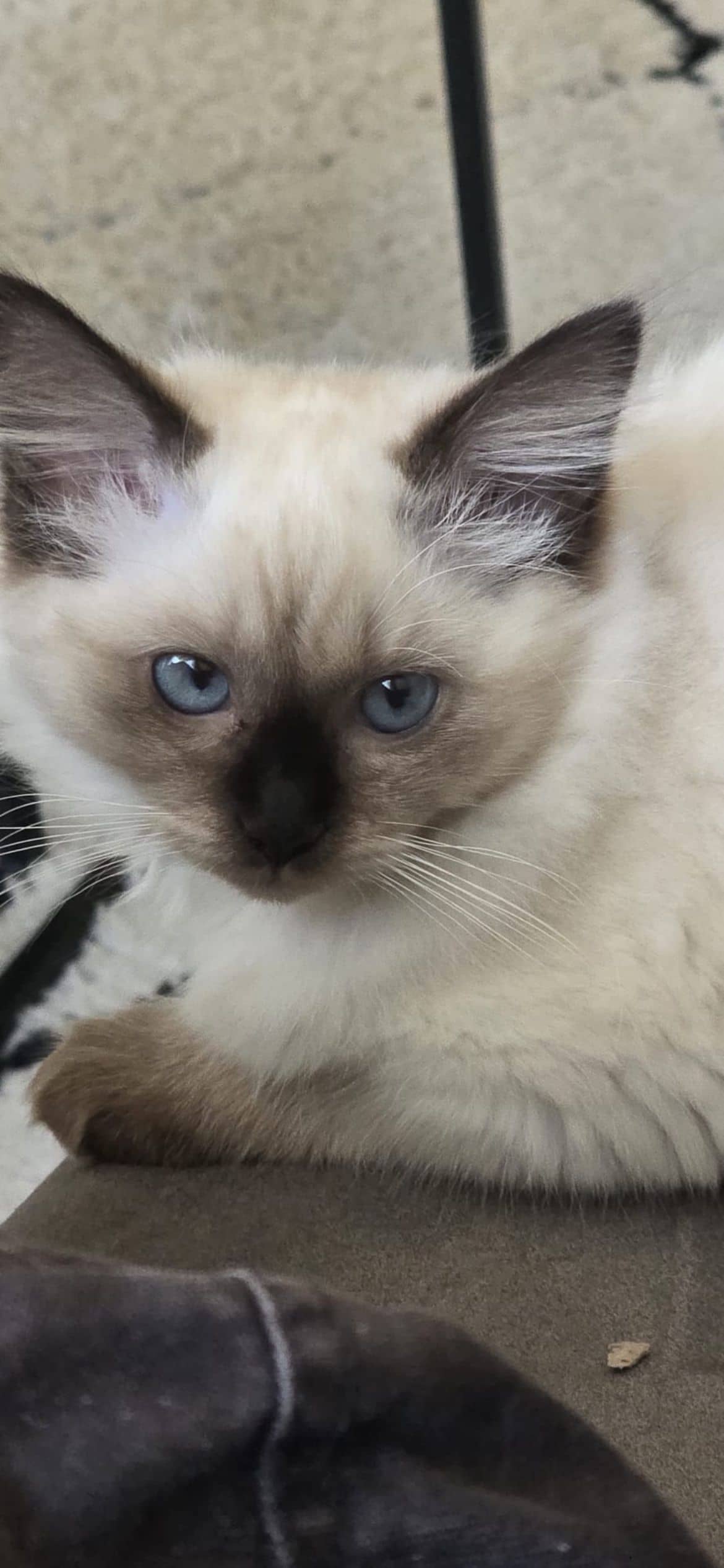 Ragdoll kitten te koop in Den Haag: 4 Tabby ragdoll kittens, 2 katers 2 meisjes
