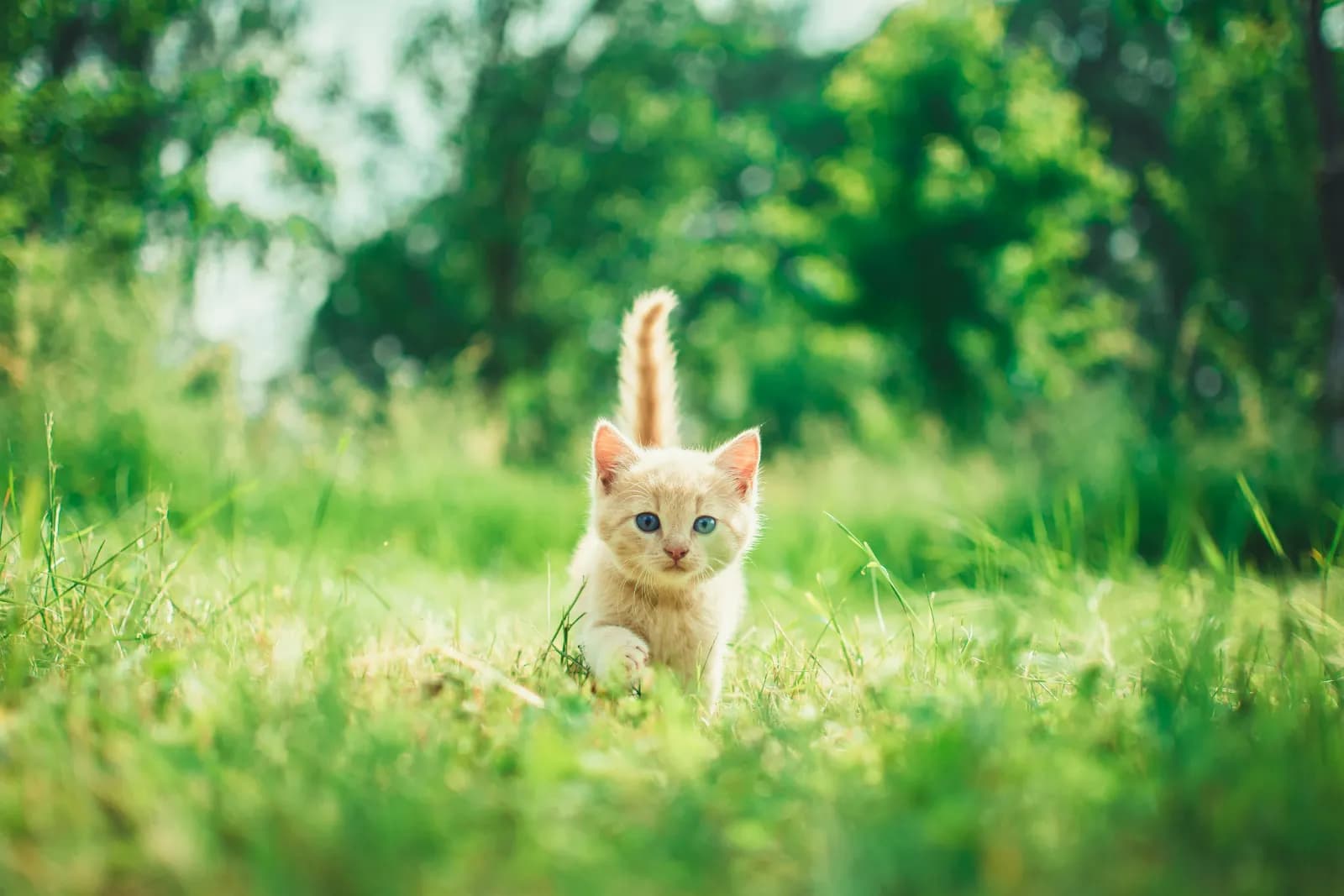 Bekijk geverifieerde fokkers op KittenPlein