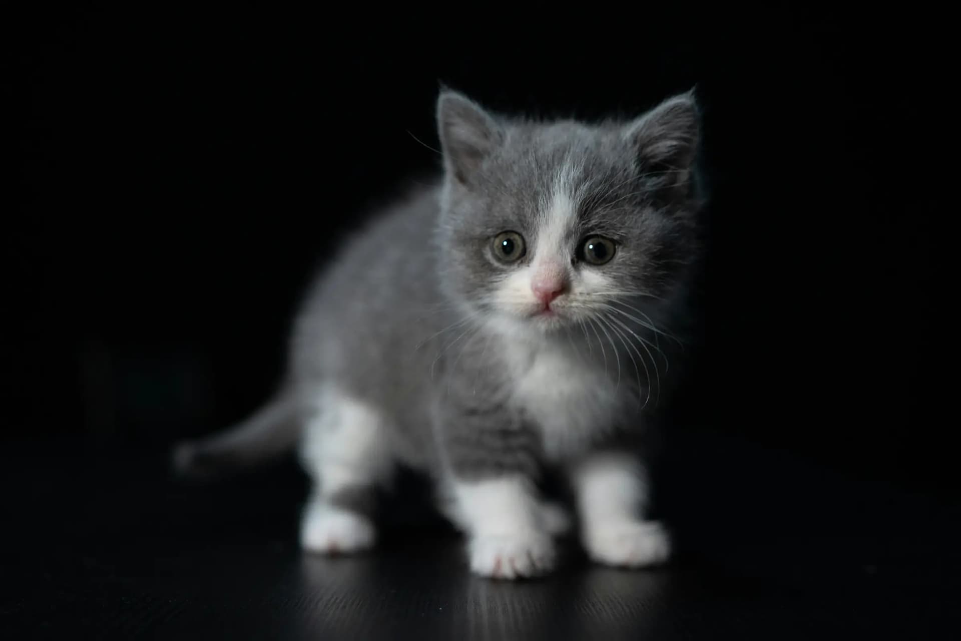 Goed gesocialiseerd kitten: wat betekent dat?