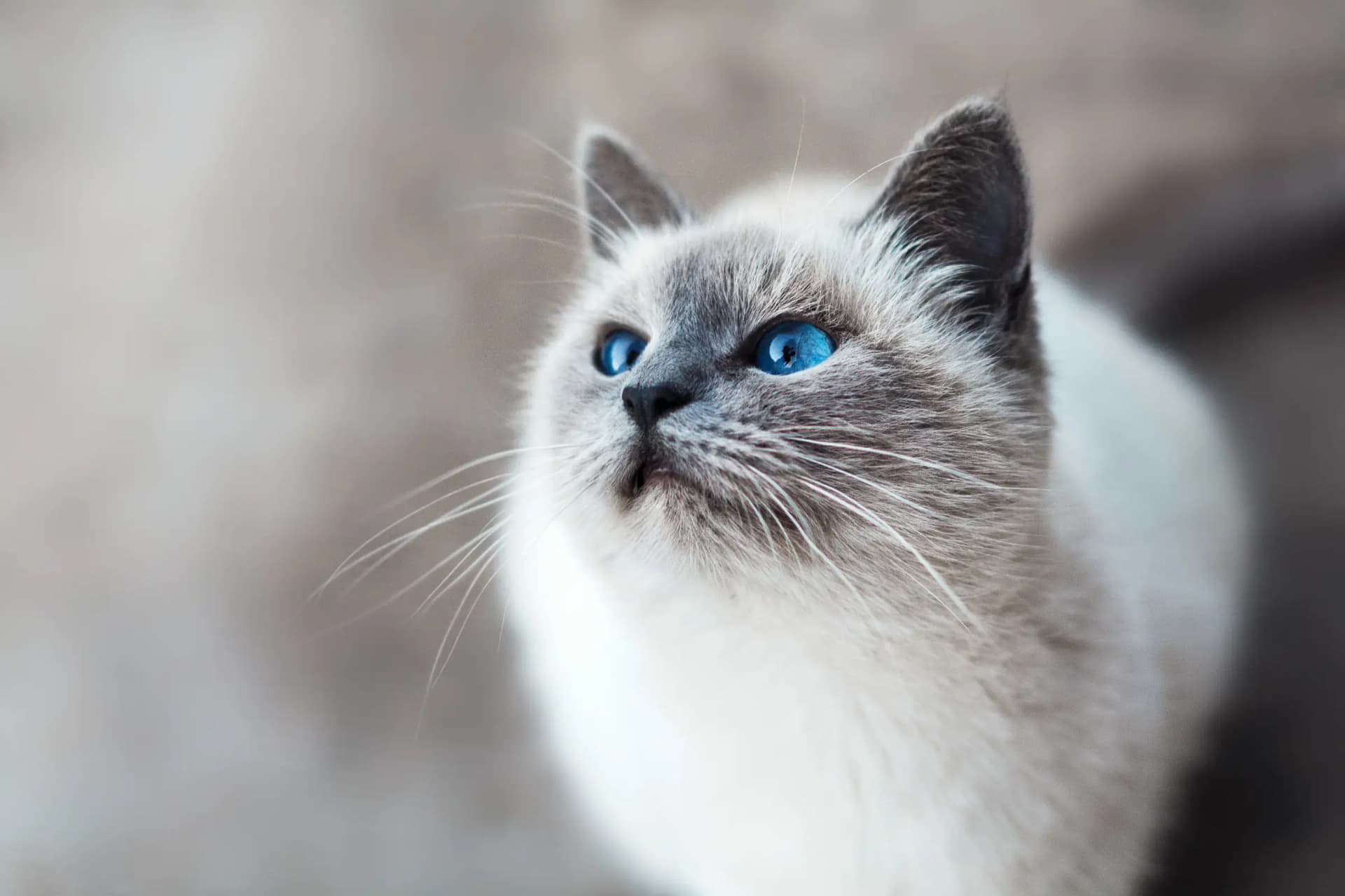 Waarschuwing: voorkom oplichting bij het kopen van een kitten