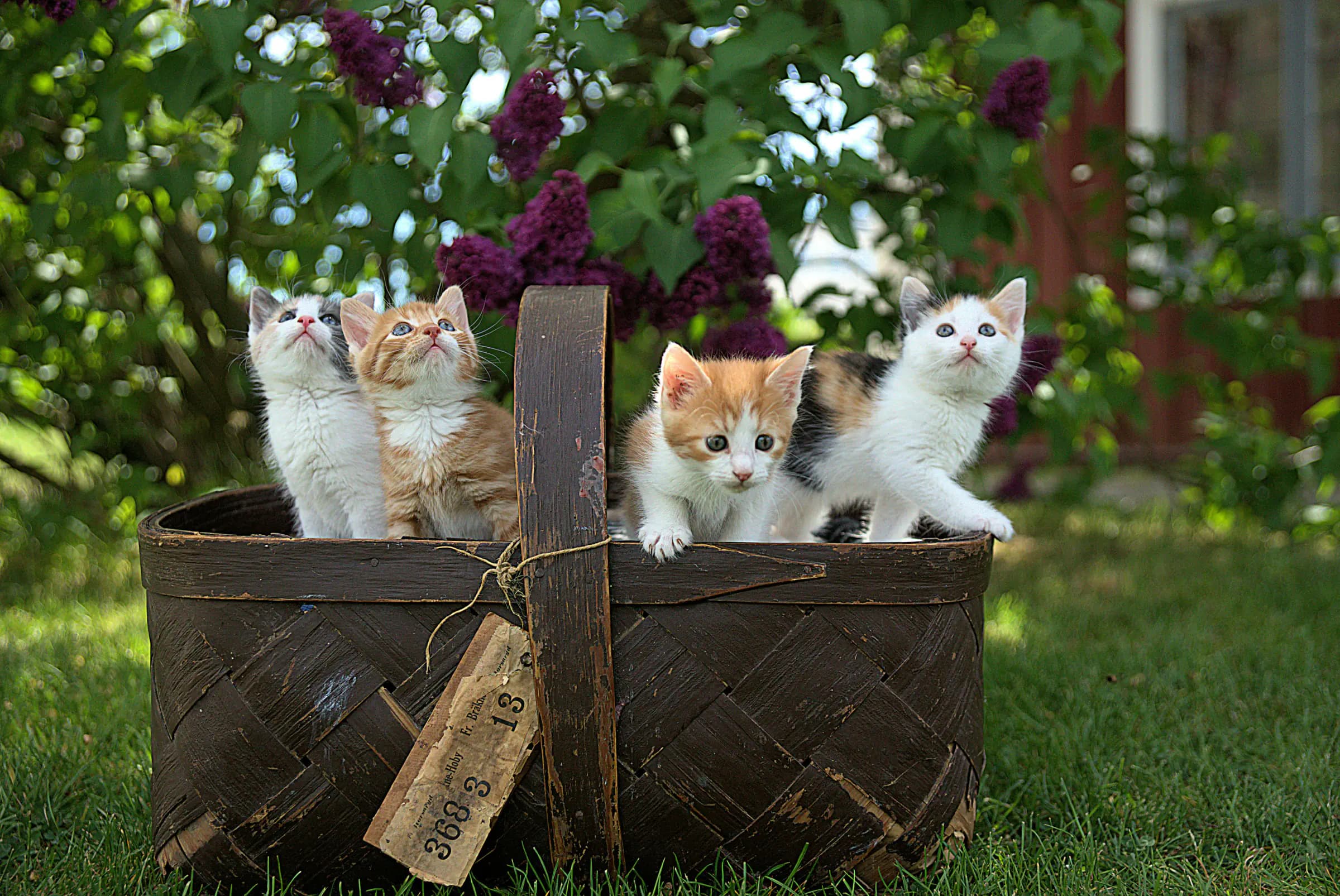 Kitten vaccinaties, chip en paspoort