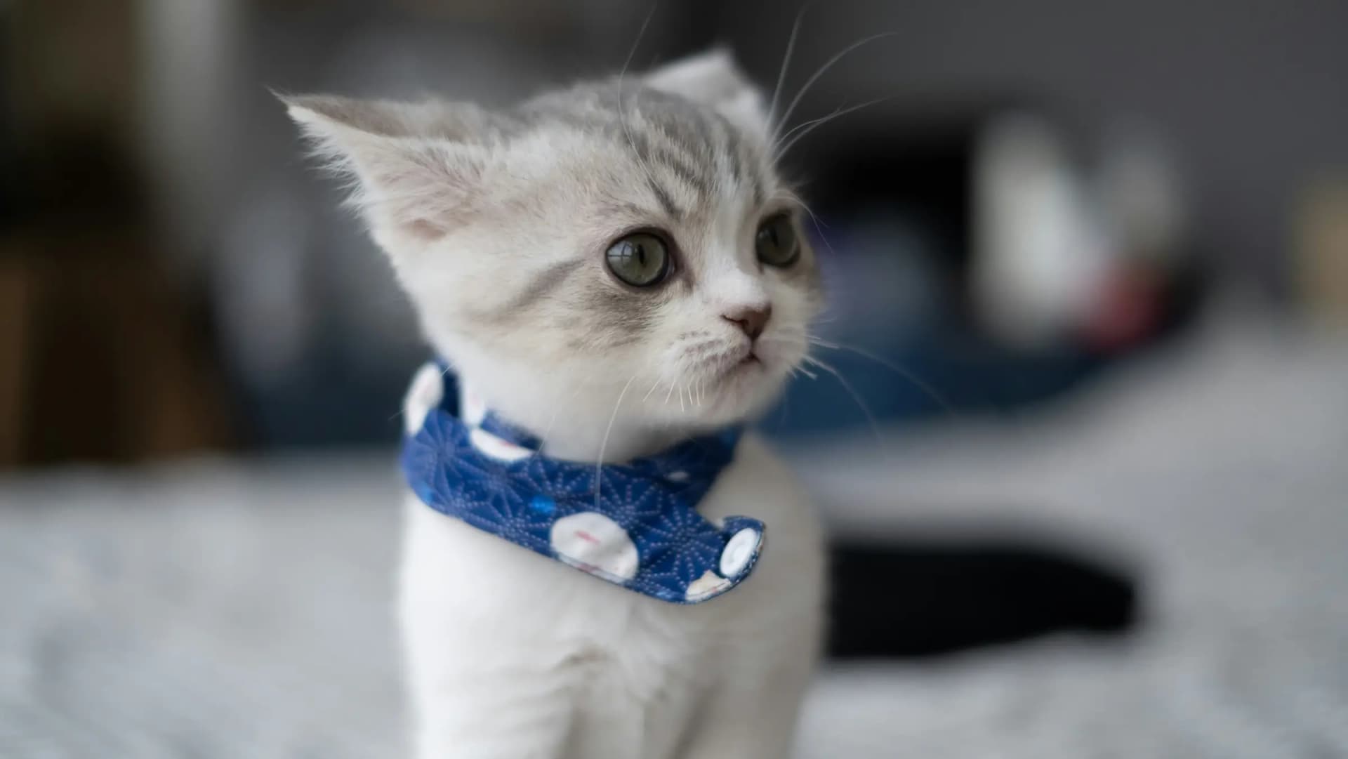 Kattenbak voor je kitten kiezen: welke bak past?